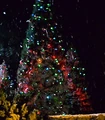 Christmas tree.jpg