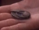 Bajoran combadge.jpg (7 KB) Bajoran combadge