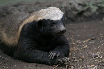 honey badger pictures. Honey-adger.gif‎ (image/gif,