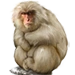 Snow Monkey
