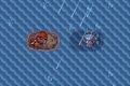 Groudon y Kyogre en Arrecípolis Esmeralda.png