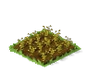 Alfalfa Withered