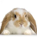 Bunni.jpg