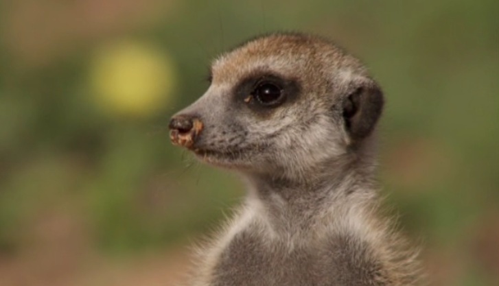 http://images2.wikia.nocookie.net/__cb20110501065448/meerkats/images/8/88/Axel%2C_Meerkat_Manor_Season_4.jpg
