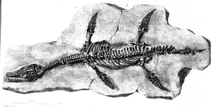 Archaeonectrus