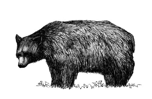 Black Bear - Dungeons and Dragons Wiki