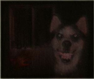 Smile_Dog.jpg