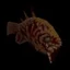 ThRotFish