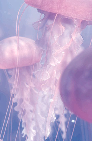 Jellyfish - Pixar Wiki - Disney Pixar Animation Studios