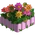 Dahlia Flowerbed-icon