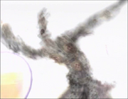 Vlcsnap-2011-05-05-15h41m58s238
