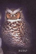 Bubo