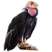 California Condor