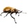 Item rhinocerousbeetle 01