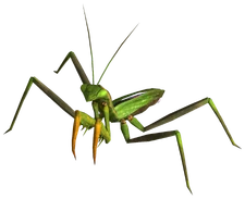 http://images2.wikia.nocookie.net/__cb20110507192602/fallout/images//thumb/e/eb/Giant_mantis.png/225px-Giant_mantis.png