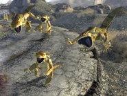 Golden geckos