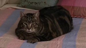 LordTubbington