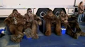 Chillin wookiees.jpg