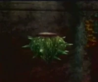 Fugu
