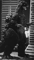 NewGFilms-Biogoji