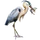 Item greatblueheron 01
