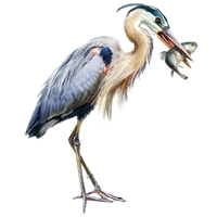 Huge item greatblueheron 01.png