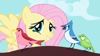 Fluttershy correcting a blue jay's rhythm S1E01