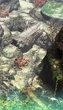 Sleeping forest