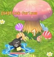 HKO Black Purlynx009.JPG