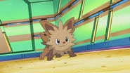 Lenora Lillipup