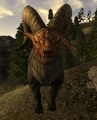 GruffBilly.png