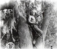 Still Trees.jpg