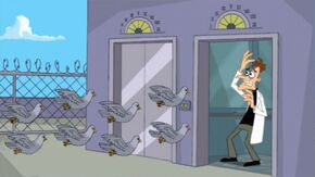 Pigeons Doof