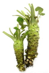 Wasabi-zen.jpg