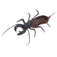 Huge item whipscorpion 01.png