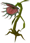 Stranger plant