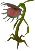 Stranger plant