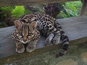 Leopard.jpg