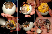 Balut