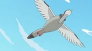 EP699 Tranquill volando