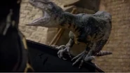 Balaur2