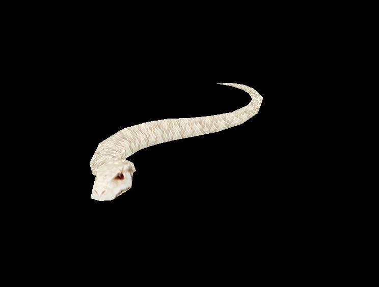 Albino Snake Wow