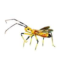 Huge item assassinbug 01.png