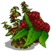 Raspberry Bush-icon.png