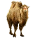 Item bactriancamel(snow) 01