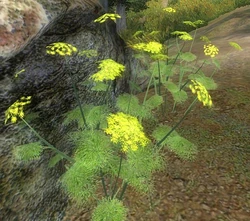 Fennel