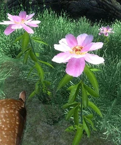 Peony