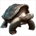 Galapagos Tortoise