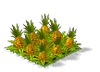 Pineapple Fruit