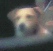 Rosmerta's dog